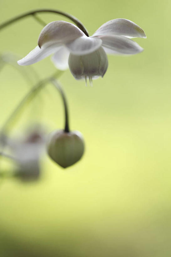 无人,竖图,室外,特写,白天,正面,美景,植物,三朵,阴影,朦胧,模糊,盛开,光线,影子,景观,草药,药草,花蕾,中药,花,花瓣,花朵,鲜花,粉色,阳光,自然,花苞,花蕊,景色,自然风光,药材,中草药,中药材,本草,升麻,彩图,窟窿牙根,龙眼根