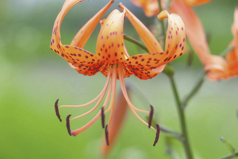 无人,横图,室外,特写,白天,正面,草地,草坪,美景,植物,阴影,朦胧,模糊,盛开,光线,影子,景观,草药,药草,花蕾,中药,草,花,花瓣,花朵,鲜花,一朵,绿色,阳光,自然,花苞,花蕊,橙色,景色,清热,自然风光,药材,中草药,中药材,本草,安神,虎皮百合,卷丹,药百合,倒垂莲,彩图,清心,润肺