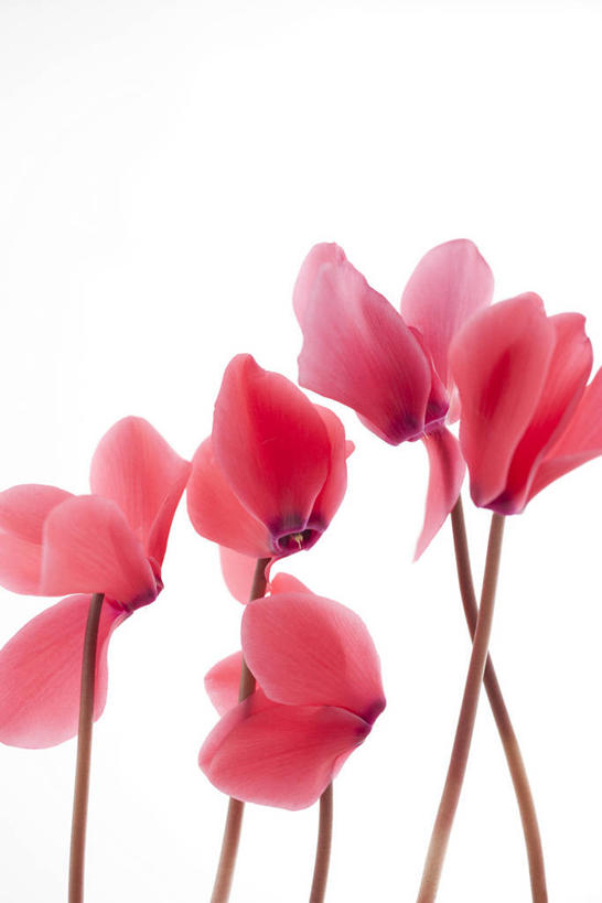 无人,竖图,室内,特写,白天,白色背景,正面,五朵,阴影,盛开,反射,影子,花蕾,花,花瓣,花朵,鲜花,粉色,花苞,花蕊,摄影,影棚,仙客来,萝卜海棠,兔耳花,兔子花,一品冠,篝火花,翻瓣莲,彩图,影棚拍摄,拍摄