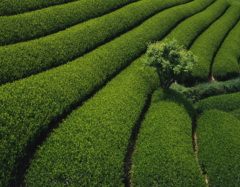 无人,横图,俯视,室外,白天,旅游,度假,幸福,草地,草坪,美景,植物,茶,阴影,反射,影子,景观,茶叶,娱乐,茶园,草,绿色,自然,享受,休闲,温馨,景色,放松,乐趣,提神,舒适,自然风光,醒脑,茶场,彩图,高角度拍摄