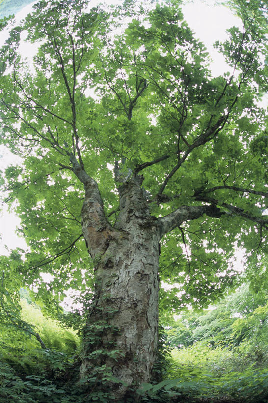 无人,竖图,室外,白天,仰视,旅游,度假,草地,草坪,美景,植物,阴影,光线,影子,景观,娱乐,草,树,树木,绿色,天空,阳光,自然,天,享受,休闲,景色,放松,生长,成长,自然风光,七叶树,娑罗树,彩图,低角度拍摄