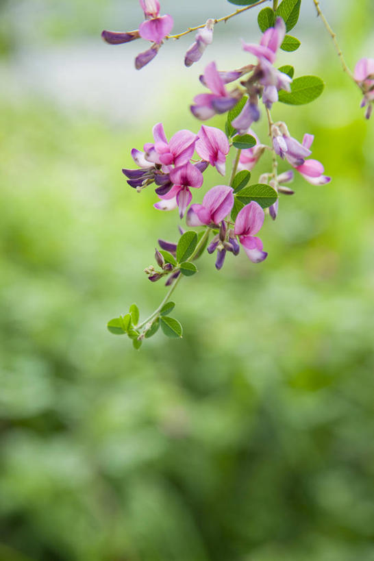 无人,竖图,室外,特写,白天,正面,美景,许多,阴影,朦胧,模糊,盛开,光线,影子,景观,很多,花蕾,花,花瓣,花朵,鲜花,黄色,阳光,自然,花苞,花蕊,景色,自然风光,豆叶柴,杭子梢,帚条,胡枝条,胡枝子,随军茶,沈思,害羞,彩图