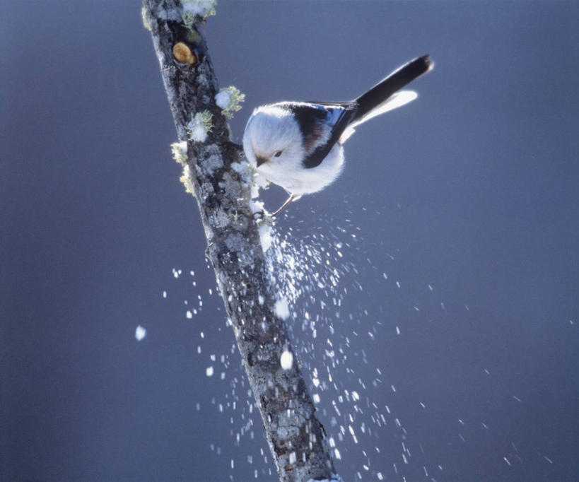 无人,横图,室外,特写,白天,正面,美景,雪,大雪,鸟,北海道,日本,亚洲,阴影,飞溅,朦胧,模糊,溅,光线,长尾山雀,鸟类,山雀,影子,积雪,景观,雪景,冬季,冬天,枝条,停留,树枝,一只,阳光,自然,景色,寒冷,停止,喷洒,自然风光,东亚,日本国,北海道地方,北海道岛,严寒,逗留,停顿,虬枝,枝杈,银喉长尾山雀,彩图,全身