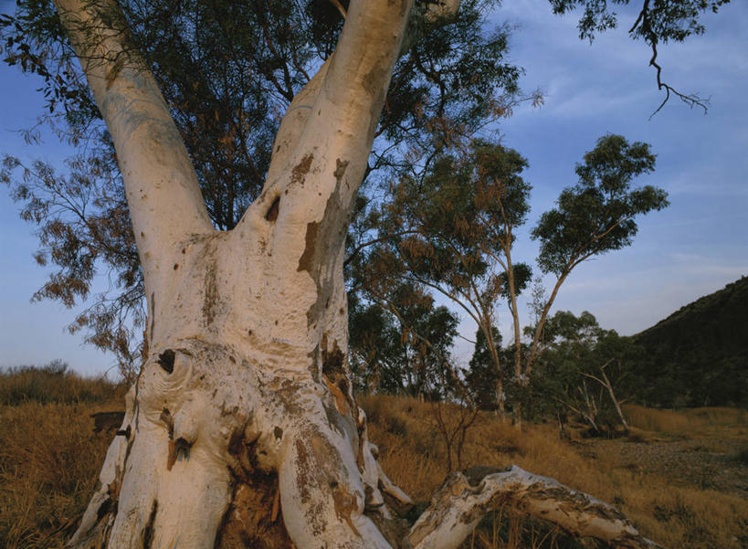 无人,横图,室外,白天,正面,旅游,度假,草地,草坪,美景,植物,澳大利亚,阴影,光线,影子,景观,云,云朵,云彩,娱乐,草,树,树木,蓝色,绿色,白云,蓝天,天空,阳光,自然,天,享受,休闲,景色,放松,生长,晴朗,成长,自然风光,大洋洲,澳洲,南方大陆,桉树,澳大利亚联邦,尤加利,北领地,晴空,彩图