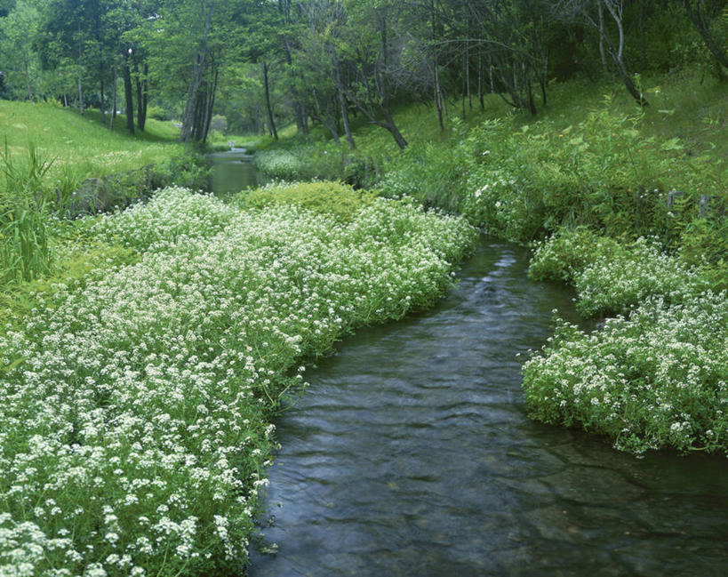 无人,横图,室外,白天,正面,旅游,度假,草地,草坪,花海,花圃,河流,美景,水,植物,叶子,北海道,日本,亚洲,阴影,曲折,弯曲,盛开,光线,影子,河水,景观,水流,花蕾,娱乐,草,花,花瓣,花朵,花卉,鲜花,树,树木,绿色,阳光,自然,花丛,花束,花田,花苞,花蕊,享受,休闲,景色,放松,蜿蜒,生长,成长,自然风光,东亚,豆瓣菜,日本国,北海道地方,北海道岛,水蔊菜,水田芥菜,水茼蒿,西洋菜,彩图,水芥菜,水田芥,水田芹