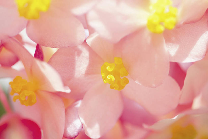 无人,横图,室外,特写,白天,正面,美景,海棠花,许多,阴影,朦胧,模糊,盛开,光线,影子,景观,海棠,很多,花蕾,花,花瓣,花朵,鲜花,粉色,阳光,自然,花苞,花蕊,景色,自信,呵护,秋海棠,自然风光,八月春,解语花,相思草,岩丸子,彩图