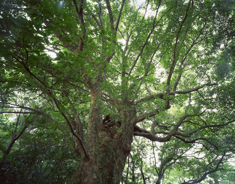 无人,横图,室外,白天,仰视,旅游,度假,美景,树林,植物,阴影,光线,影子,景观,娱乐,树,树木,绿色,阳光,自然,享受,休闲,景色,放松,生长,成长,自然风光,山毛榉,麻栎金刚,山毛榉树,栎,彩图,低角度拍摄,栎树,壳斗