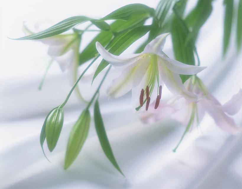 无人,横图,俯视,室内,特写,白天,白色背景,三朵,阴影,盛开,反射,影子,花蕾,花,花瓣,花朵,鲜花,白色,花苞,花蕊,摄影,影棚,强瞿,百合,倒仙,番韭,山丹,彩图,高角度拍摄,影棚拍摄,拍摄