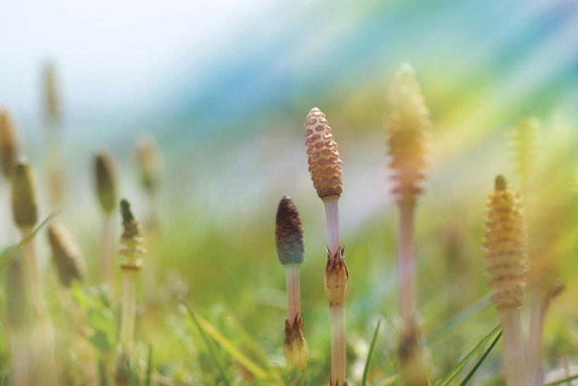 无人,横图,室外,特写,白天,正面,草地,草坪,美景,植物,许多,阴影,朦胧,模糊,光线,影子,景观,很多,草,绿色,阳光,自然,景色,马尾,自然风光,问荆,接续草,公母草,搂接草,空心草,马蜂草,猪鬃草,黄蚂草,节节草,接骨草,彩图,木贼,马尾植物