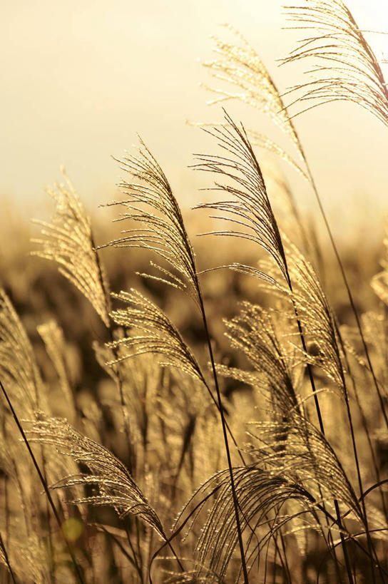 无人,竖图,室外,特写,白天,正面,美景,日落,植物,奈良县,日本,亚洲,枯萎,朦胧,模糊,景观,晚霞,霞光,云,云朵,落日,枯草,蒲苇,云彩,草,黄色,绿色,白云,自然,黄昏,景色,彩霞,生长,成长,自然风光,东亚,本州,本州岛,日本国,近畿地方,奈良,近畿,夕照,薄暮,夕阳,彩图,傍晚,宇陀郡,曾尔村,斜阳