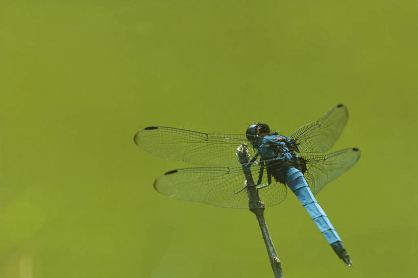 无人,横图,室外,特写,白天,正面,微距,美景,阴影,朦胧,模糊,光线,蜻蜓,昆虫,影子,景观,枝条,停留,树枝,一只,阳光,自然,动物,景色,停止,自然风光,猫猫丁,咪咪洋,蚂螂,河嘻嘻,益虫,逗留,停顿,虬枝,枝杈,彩图,全身,微距摄影,黑寡妇蜻蜓