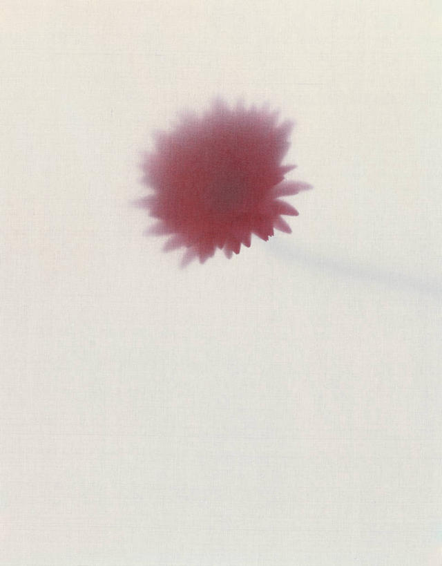 无人,竖图,室内,特写,白天,正面,植物,阴影,灰色背景,朦胧,模糊,盛开,反射,影子,草药,药草,花蕾,中药,花,花瓣,花朵,鲜花,一朵,粉色,花苞,花蕊,清热,摄影,影棚,大丁草,药材,中草药,中药材,本草,解毒,消肿,利湿,彩图,影棚拍摄,拍摄