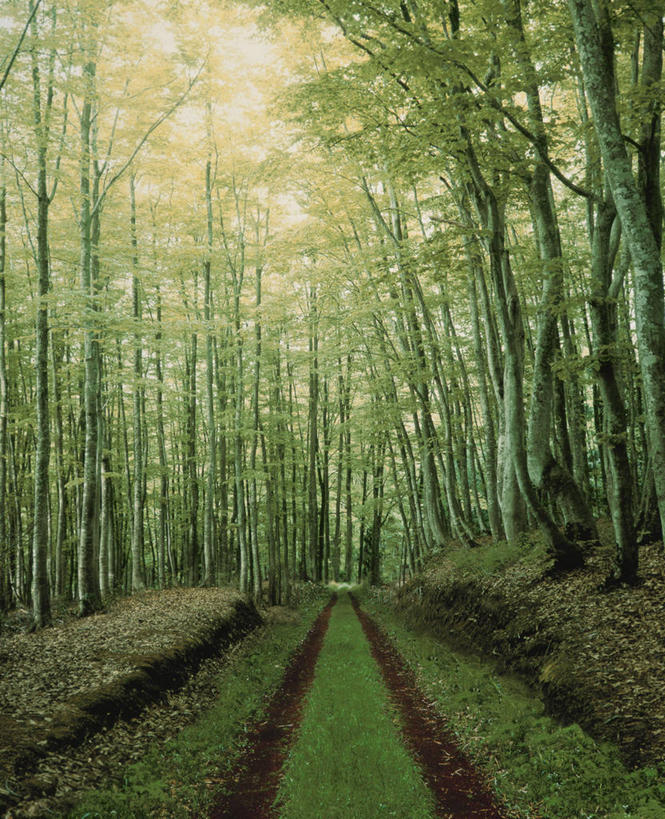 无人,竖图,室外,白天,正面,消失点,旅游,度假,草地,草坪,美景,森林,树林,植物,道路,路,阴影,光线,影子,景观,小路,交通,娱乐,草,树,树木,绿色,阳光,自然,享受,休闲,景色,放松,生长,成长,自然风光,彩图,没影点,灭点