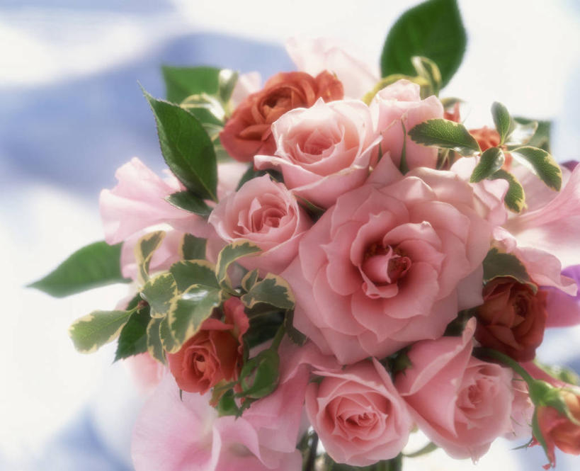 无人,横图,俯视,室内,特写,白天,阴影,朦胧,模糊,盛开,反射,捧花,手捧花,影子,花蕾,花,花瓣,花朵,鲜花,粉色,花束,花苞,花蕊,一束,婚礼捧花,彩图,高角度拍摄