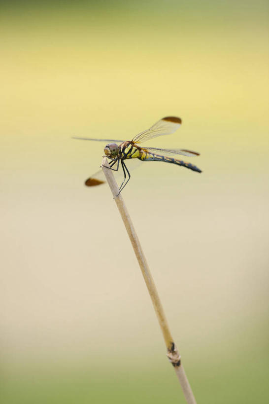 无人,竖图,室外,特写,白天,正面,美景,阴影,朦胧,模糊,光线,蜻蜓,昆虫,影子,景观,枝条,停留,树枝,一只,阳光,自然,动物,景色,红蜻蜓,停止,自然风光,猫猫丁,咪咪洋,蚂螂,河嘻嘻,益虫,逗留,停顿,虬枝,枝杈,彩图,全身