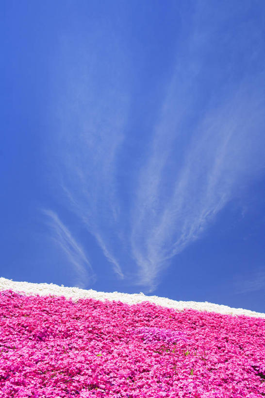 无人,竖图,室外,白天,仰视,旅游,度假,花海,花圃,美景,植物,叶子,长野县,日本,亚洲,许多,阴影,盛开,光线,影子,景观,云,云朵,很多,花蕾,云彩,娱乐,花,花瓣,花朵,花卉,鲜花,粉色,蓝色,绿色,白云,蓝天,天空,阳光,自然,花丛,花束,花田,天,花苞,花蕊,享受,休闲,景色,放松,晴朗,自然风光,东亚,本州,本州岛,日本国,中部地方,长野,福乐花,福禄花,福禄考,晴空,彩图,低角度拍摄,丛生福禄考,禄考,铺地之樱,针叶福禄考,针叶天蓝绣球