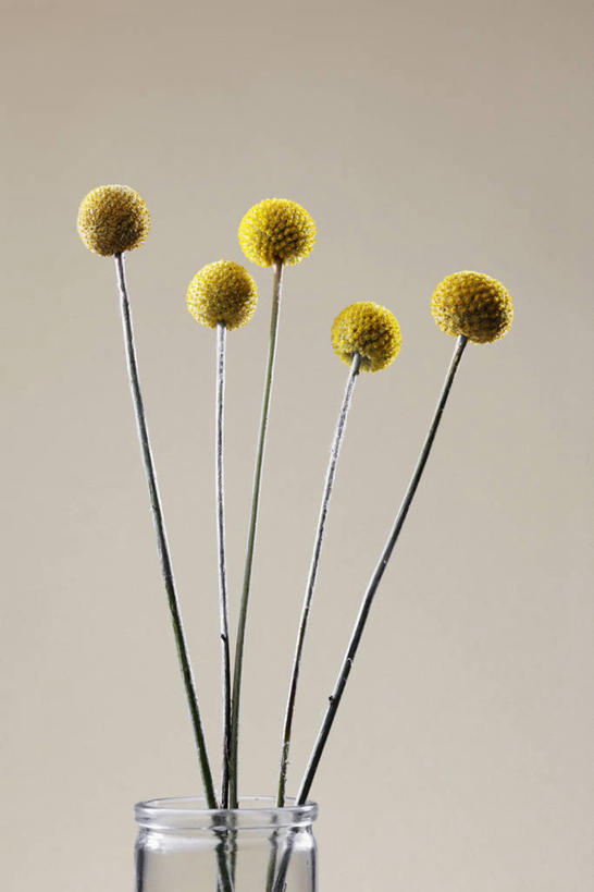 无人,竖图,室内,特写,白天,正面,植物,豆,五朵,阴影,灰色背景,盛开,反射,影子,豆类,豆子,刀豆,花蕾,四季豆,花,花瓣,花朵,鲜花,黄色,花苞,花蕊,摄影,影棚,芸豆,豆科,菜豆,二季豆,白肾豆,架豆,玉豆,去豆,彩图,影棚拍摄,拍摄