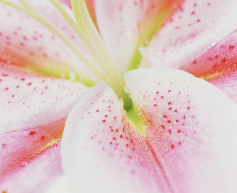 无人,横图,俯视,室内,特写,白天,微距,阴影,盛开,反射,影子,斑点,花蕾,花,花瓣,花朵,鲜花,一朵,粉色,花苞,花蕊,玉簪,白鹤花,白玉簪,玉春棒,玉簪花,宽和,恬静,彩图,高角度拍摄,微距摄影,白鹤仙