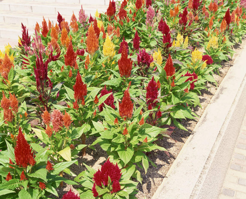 无人,横图,俯视,室外,白天,爱情,花海,花圃,美景,植物,道路,路,叶子,许多,阴影,盛开,光线,影子,景观,小路,交通,很多,花蕾,花,花瓣,花朵,花卉,鲜花,红色,绿色,阳光,自然,花丛,花束,花田,花苞,花蕊,景色,鸡冠花,自然风光,鸡髻花,老来红,芦花鸡冠,真挚,坚贞,鸡公花,彩图,高角度拍摄