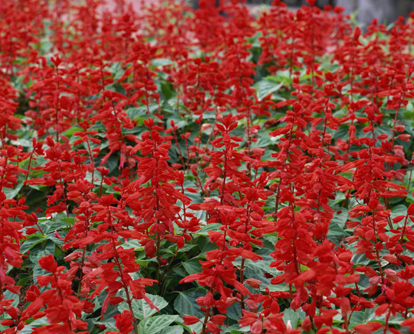 无人,横图,俯视,室外,特写,白天,花海,花圃,美景,植物,叶子,许多,阴影,盛开,光线,影子,景观,很多,花蕾,花,花瓣,花朵,花卉,鲜花,红色,绿色,阳光,自然,花丛,花束,花田,花苞,花蕊,景色,恋爱,一串红,自然风光,爆仗红,炮仗红,彩图,高角度拍摄,炮仔花,墙下红