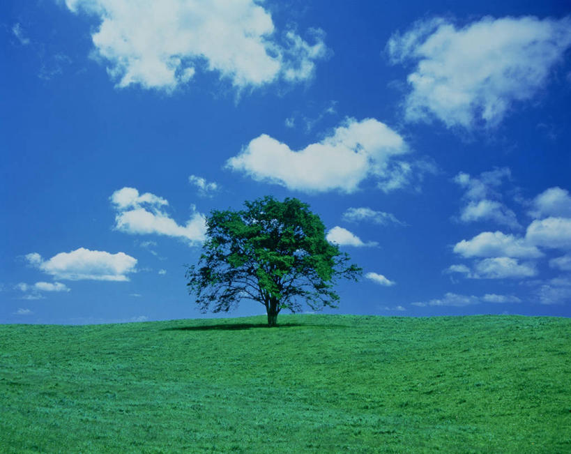 无人,横图,室外,白天,正面,旅游,度假,草地,草坪,美景,植物,榆树,一棵,阴影,光线,影子,景观,云,云朵,云彩,娱乐,草,树,树木,蓝色,绿色,白云,蓝天,天空,阳光,自然,天,享受,休闲,景色,放松,生长,晴朗,成长,自然风光,晴空,榆钱,家榆,白榆,彩图