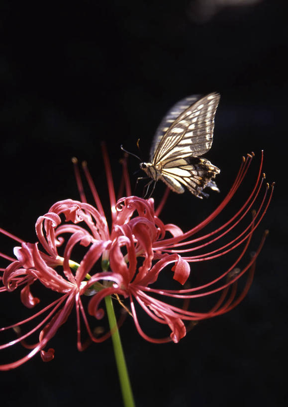 无人,竖图,室内,特写,白天,侧面,蝴蝶,阴影,黑色背景,盛开,反射,昆虫,影子,彼岸花,曼珠沙华,石蒜,花蕾,停留,花,花瓣,花朵,鲜花,一朵,一只,红色,动物,花苞,花蕊,摄影,影棚,凤蝶,金凤蝶,停止,益虫,燕尾蝶,凤尾蝶,无义草,龙爪花,金灯,赤箭,幽灵花,地狱花,舍子花,黄凤蝶,茴香凤蝶,胡萝卜凤蝶,逗留,停顿,彩图,全身,影棚拍摄,拍摄,石蒜花,蟑螂花