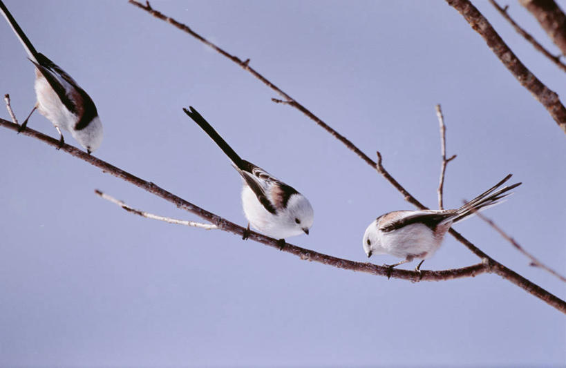 无人,横图,室外,白天,仰视,旅游,度假,美景,鸟,北海道,日本,亚洲,三只,阴影,光线,长尾山雀,鸟类,山雀,影子,景观,枝条,停留,娱乐,树枝,蓝色,蓝天,天空,阳光,自然,天,享受,休闲,景色,放松,晴朗,停止,自然风光,东亚,万里无云,日本国,北海道地方,北海道岛,逗留,停顿,虬枝,枝杈,晴空,晴空万里,彩图,低角度拍摄,全身