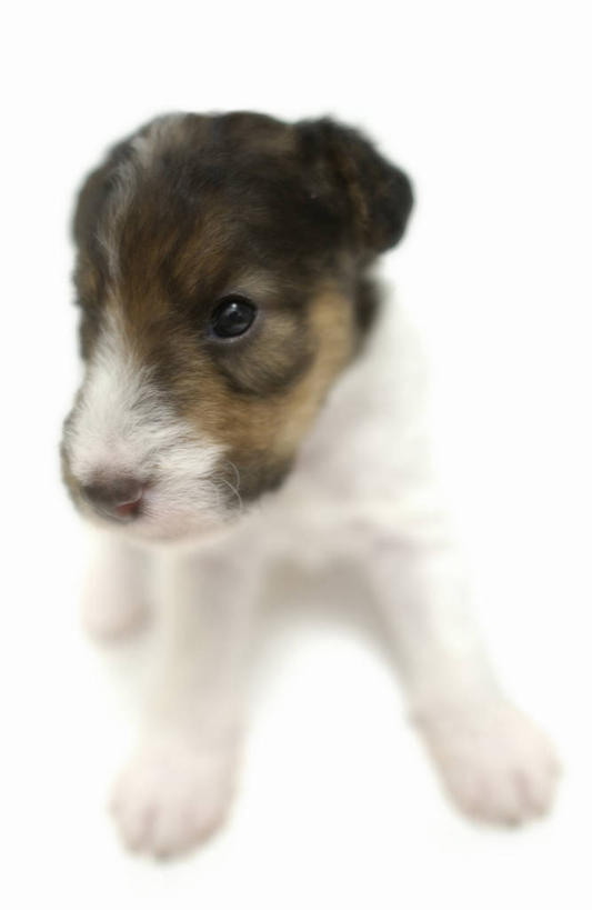 无人,竖图,室内,白天,白色背景,正面,宠物,狗,阴影,反射,影子,注视,一只,动物,观察,看,趴着,可爱,摄影,影棚,观看,察看,关注,猎狐犬,忠诚,英国猎狐犬,犬,趴,彩图,全身,影棚拍摄,拍摄