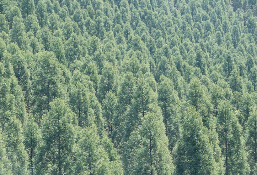 无人,横图,俯视,室外,白天,旅游,度假,美景,森林,树林,植物,日本,亚洲,景观,娱乐,树,树木,绿色,自然,享受,休闲,景色,放松,生长,成长,自然风光,东亚,日本国,九州本岛,九州,九州岛,九州地方,熊本,熊本县,彩图,高角度拍摄