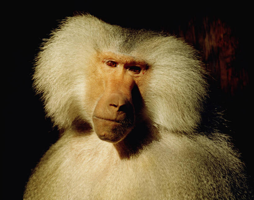 头,无人,横图,室内,特写,白天,正面,哺乳动物,野生动物,阴影,黑色背景,反射,狒狒,影子,注视,一只,灰色,动物,观察,看,摄影,活泼,影棚,观看,察看,关注,阿拉伯狒狒,头部,半身,彩图,影棚拍摄,拍摄