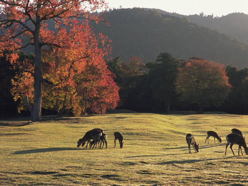 无人,站,吃,横图,室外,白天,正面,旅游,度假,草地,草坪,美景,秋季,山,山脉,植物,哺乳动物,鹿,野生动物,叶子,奈良县,日本,亚洲,许多,阴影,光线,影子,景观,山峰,枯叶,落叶,山峦,很多,注视,娱乐,草,树,树木,红色,绿色,天空,阳光,自然,动物,群山,天,低头,观察,看,站着,享受,休闲,景色,放松,可爱,活泼,生长,成长,观看,察看,关注,自然风光,东亚,本州,本州岛,日本国,近畿地方,奈良,近畿,奈良公园,县厅,垂头,奈良市,叶,叶片,秋,秋天,嚼,食,站立,彩图,全身