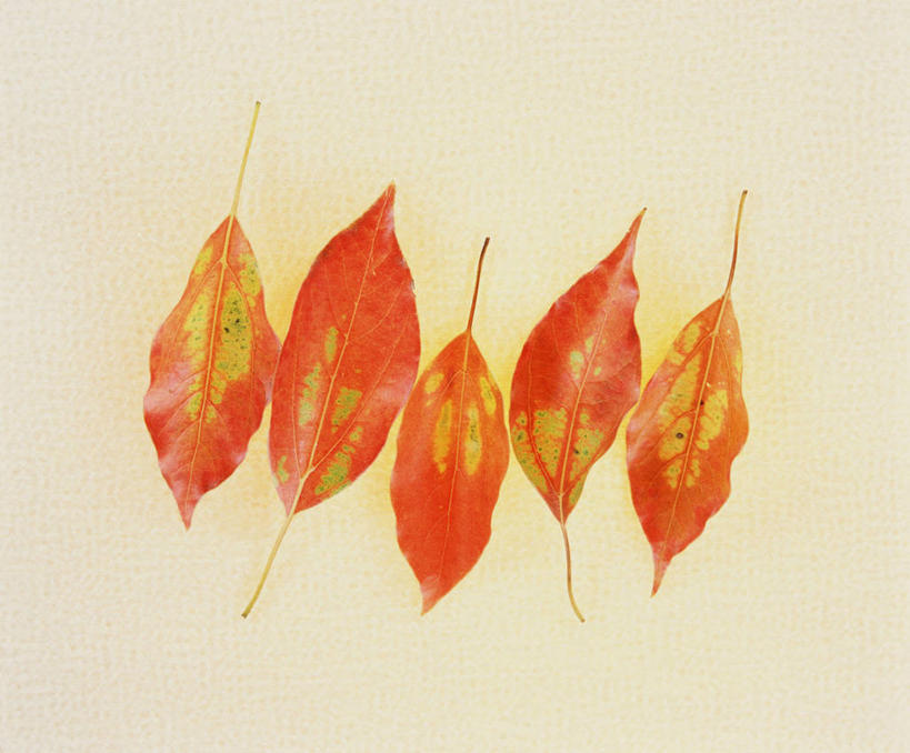 无人,横图,室内,特写,白天,正面,叶子,阴影,灰色背景,反射,影子,枯叶,落叶,五匹,红色,摄影,影棚,叶,叶片,彩图,影棚拍摄,拍摄