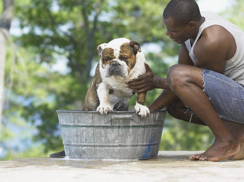 西方人,一个人,蹲,抱,横图,室外,白天,侧面,洗澡,树林,植物,宠物,狗,欧洲,非洲,黑人,欧洲人,仅一个男性,仅一个人,朦胧,模糊,斗牛犬,木盆,盆子,注视,树,树木,仅一个年轻男性,一只,绿色,蓝天,天空,自然,动物,天,观察,看,可爱,抱着,观看,察看,搂着,关注,牛头犬,忠诚,英国斗牛犬,斗牛狗,老虎狗,英国老虎犬,男人,男性,年轻男性,非洲人,犬,蹲着,搂,半身,彩图