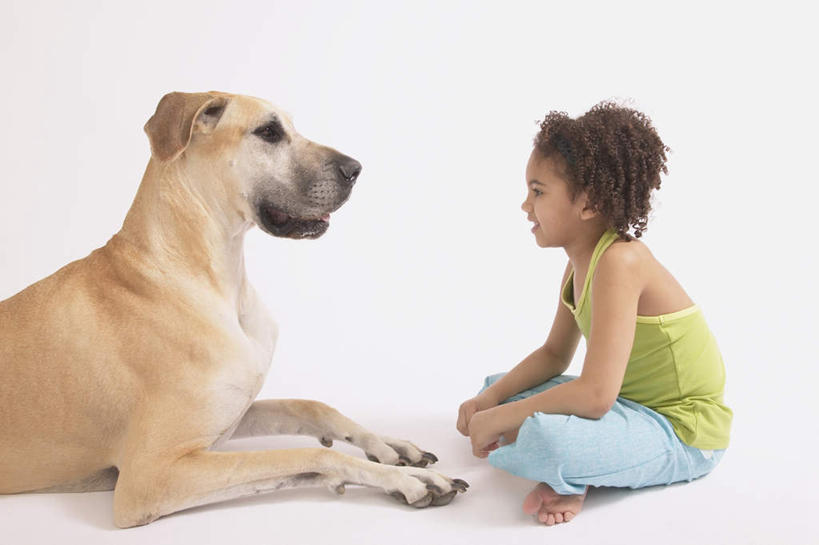 西方人,儿童,一个人,坐,笑,盘腿,微笑,露齿笑,横图,室内,白天,白色背景,侧面,纯洁,宠物,狗,欧洲,非洲,黑人,欧洲人,仅一个女性,仅一个人,阴影,服装,反射,影子,注视,休闲装,一只,小孩,衣服,动物,观察,看,仅一个小孩,休闲,休闲服,可爱,童年,童趣,摄影,服饰,影棚,观看,察看,关注,童真,烂漫,无邪,大丹狗,忠诚,大丹犬,德国獒狗,德国藏獒,德国獒犬,天真,女孩,女人,女性,非洲人,孩子,犬,盘腿而坐,盘膝,盘着腿的,盘着腿坐,双腿交叉,坐着,彩图,全身,影棚拍摄,拍摄,女生