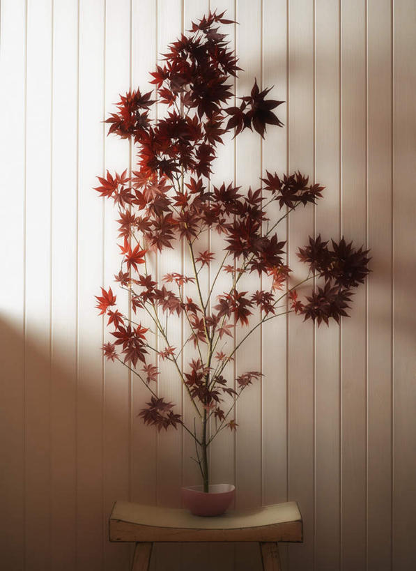 无人,竖图,室内,白天,正面,植物,枫树,叶子,阴影,朦胧,模糊,反射,盆栽,影子,墙,绿叶,盆景,墙壁,墙面,树,树木,绿色,自然,嫩叶,生长,成长,槭树,日本红枫,日本红丝带,叶,叶片,彩图