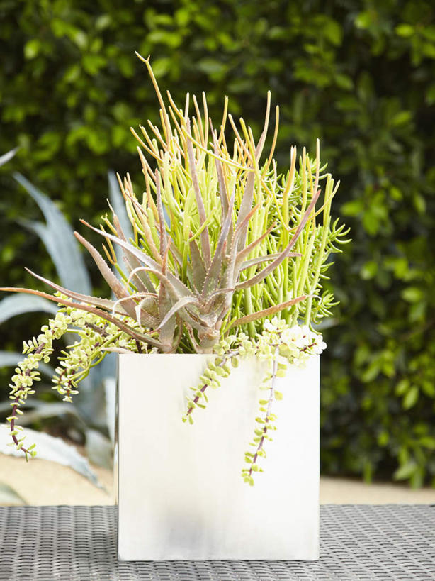 蝶泳,无人,室外,白天,正面,植物,阴影,环保,光线,盆栽,影子,防护,盆景,树,树木,一个,绿色,阳光,自然,生长,单个,成长,美好,美妙,间隔,美观,雅观,绿篱,生篱,树篱,植篱,彩图