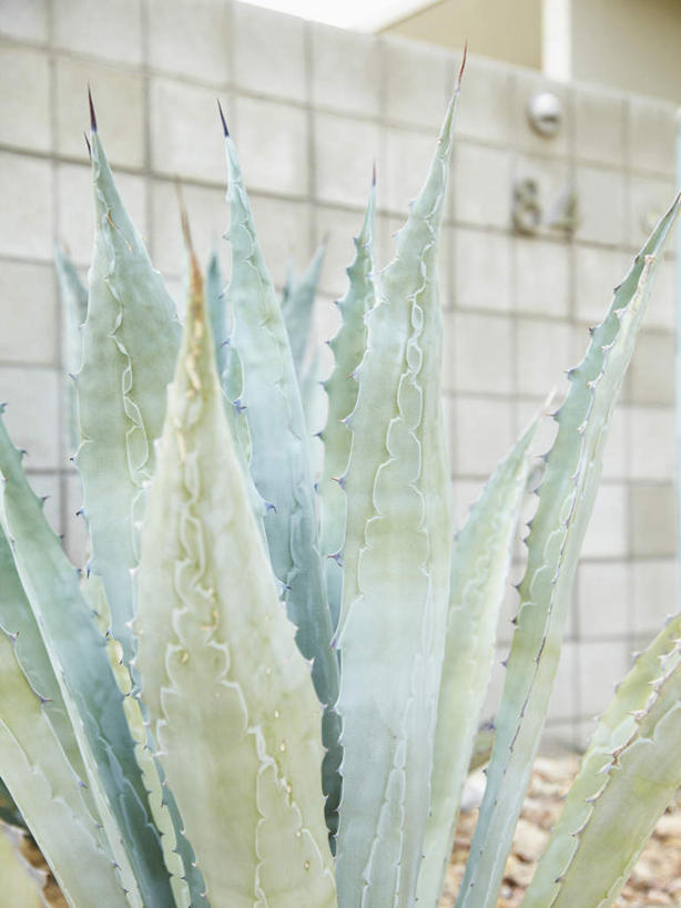 蝶泳,无人,室外,特写,白天,正面,建材,美景,植物,建筑,仙人掌,材料,火焰,砖,砖块,墙,景观,草药,中药,墙壁,墙面,自然,砖头,景色,建造,自然风光,药材,中草药,中药材,本草,牛舌头,石料,玉芙蓉,仙巴掌,火掌,霸王树,彩图,砌墙砖