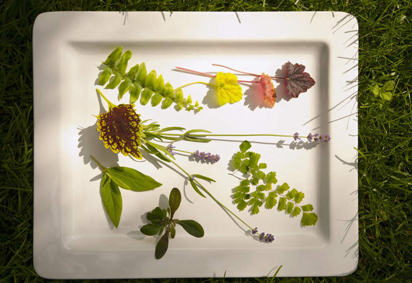 冲浪,无人,俯视,室外,特写,白天,爱情,草地,草坪,植物,餐具,叶子,阴影,盛开,光线,碟子,盘,纹理,影子,薄荷,绿叶,银丹草,浪漫,花蕾,草,花,花瓣,花朵,鲜花,一个,绿色,紫色,阳光,自然,盘子,碟,香草,花苞,花蕊,薰衣草,嫩叶,生长,单个,成长,蕨类,蕨类植物,呼吸,肌理,灵香草,黄香草,奇迹,斑叶凤梨薄荷,夜息香,胡椒薄荷,叶,叶片,叶脉,彩图,高角度拍摄,波士顿蕨