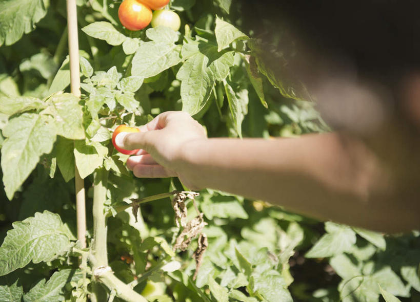 冲浪,西方人,儿童,手,一个人,农田,室外,特写,白天,正面,纯洁,庄稼,农作物,蔬菜,西红柿,小番茄,欧洲,欧洲人,仅一个女性,仅一个人,握,阴影,朦胧,模糊,新鲜,光线,影子,食品,食物,小孩,黄色,阳光,仅一个小孩,手部,可爱,童年,童趣,握着,有机食品,绿色食品,单手,童真,烂漫,无邪,小西红柿,樱桃小番茄,珍珠小番茄,天真,女孩,女人,女性,白种人,孩子,樱桃番茄,圣女果,番茄,半身,彩图,耕地,庄稼田,黄色小番茄,女生