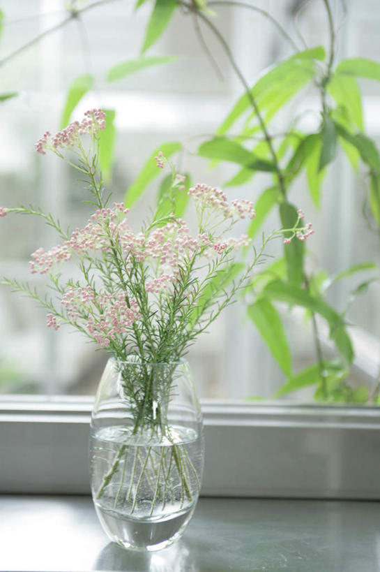 无人,竖图,室内,特写,白天,正面,植物,窗户,花瓶,叶子,阴影,朦胧,模糊,反射,影子,绿叶,玻璃窗,玻璃制品,一个,绿色,自然,玻璃瓶,瓶子,嫩叶,生长,单个,成长,叶,叶片,彩图