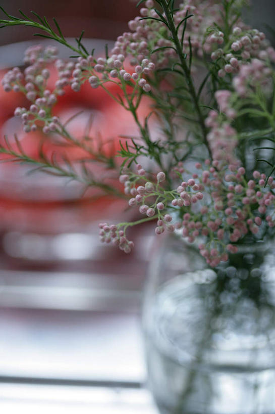 无人,竖图,俯视,室内,特写,白天,植物,蔬菜,西红柿,花瓶,叶子,朦胧,模糊,新鲜,盛开,食品,绿叶,花蕾,玻璃制品,花,花瓣,花朵,鲜花,食物,两个,粉色,红色,绿色,自然,玻璃瓶,瓶子,容器,碗,花苞,花蕊,嫩叶,有机食品,绿色食品,生长,成长,储藏,储存,叶,叶片,番茄,彩图,高角度拍摄,贮存