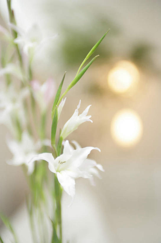 无人,竖图,俯视,室内,特写,白天,智慧,百合花,花瓶,叶子,阴影,朦胧,模糊,艺术,盛开,光线,影子,陶瓷,灯光,绿叶,陶瓷制品,花蕾,文化,花,花瓣,花朵,鲜花,一个,白色,插花,瓶子,花苞,花蕊,嫩叶,单个,插花艺术,创造,创作,想象,强瞿,百合蒜,倒仙,番韭,山丹,叶,叶片,彩图,高角度拍摄