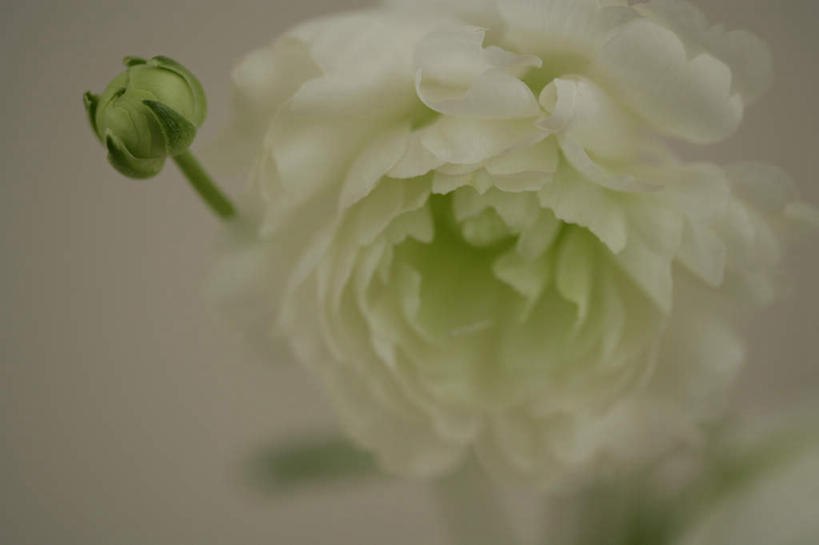 无人,横图,俯视,室内,特写,白天,智慧,花瓶,叶子,阴影,朦胧,模糊,艺术,盛开,反射,影子,陶瓷,墙,绿叶,陶瓷制品,花蕾,文化,墙壁,墙面,花,花瓣,花朵,鲜花,一个,白色,插花,瓶子,花苞,花蕊,嫩叶,单个,插花艺术,创造,创作,想象,惜别,不舍,情有独钟,红药,将离,婪尾春,离草,犁食,芍药,余容,叶,叶片,彩图,高角度拍摄