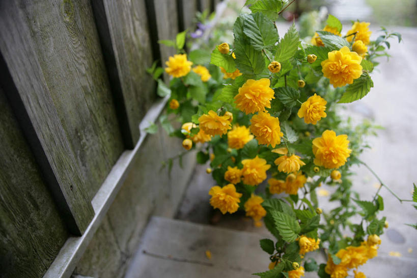 无人,横图,俯视,室外,特写,白天,植物,叶子,朦胧,模糊,盛开,木制,盆栽,墙,绿叶,盆景,花蕾,墙壁,墙面,花,花瓣,花朵,鲜花,黄色,绿色,自然,木制品,花苞,花蕊,嫩叶,生长,成长,叶,叶片,彩图,高角度拍摄