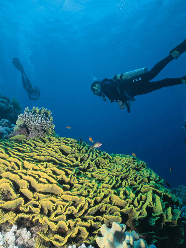 游泳,东方人,两个人,伙伴,朋友,竖图,室外,白天,仰视,锻炼,友谊,运动,合作,团队,海底,水下,海浪,海洋,亚洲,潜水员,服装,潜水镜,珊瑚,泳镜,浪花,水底,注视,黄种人,珊瑚礁,衣服,海水,观察,看,蛙鞋,氧气罩,战略,海底世界,潜水服,潜水,服饰,观看,脚蹼,呼吸管,察看,衣着,穿着,关注,潜水装备,海景,海底礁,面镜,浮潜,潜水运动,联合,合谋,衣饰,水中呼吸器,配合,体育,协作,年轻女性,女人,女性,亚洲人,大海,风浪,海,海床,海水的波动,礁,近岸浪,岩石,涌浪,半身,彩图,低角度拍摄,健身,湿式潜水服