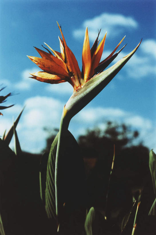 无人,竖图,室内,特写,白天,仰视,旅游,度假,岛屿,花海,花圃,美景,植物,鹤望兰,叶子,夏威夷,美国,盛开,景观,花蕾,娱乐,花,花瓣,花朵,花卉,鲜花,绿色,自然,花丛,花束,花田,花苞,花蕊,享受,休闲,景色,放松,北美,高雅,北美洲,清新,自然风光,美洲,夏威夷岛,夏威夷州,爱洛哈之州,北亚美利加洲,亚美利加洲,大岛,极乐鸟花,天堂鸟,列岛,群岛,诸岛,彩图,低角度拍摄