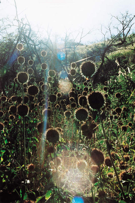 无人,竖图,室内,白天,正面,旅游,度假,岛屿,花海,花圃,美景,植物,叶子,夏威夷,美国,阴影,朦胧,模糊,盛开,光线,影子,景观,花蕾,娱乐,花,花瓣,花朵,花卉,鲜花,蓝色,绿色,蓝天,天空,阳光,自然,花丛,花束,花田,天,花苞,花蕊,享受,休闲,景色,放松,晴朗,北美,北美洲,自然风光,美洲,万里无云,夏威夷岛,夏威夷州,爱洛哈之州,北亚美利加洲,亚美利加洲,大岛,列岛,群岛,诸岛,晴空,晴空万里,彩图