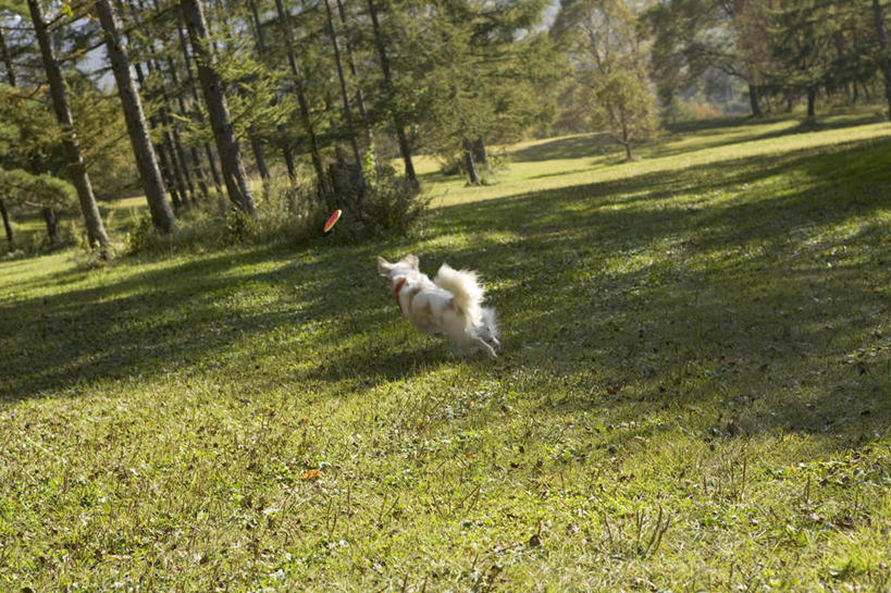 无人,跑,横图,俯视,室外,白天,锻炼,游戏,运动,草地,草坪,植物,宠物,狗,玩具,阴影,光线,影子,玩,拉布拉多,娱乐,拉布拉多猎犬,草,树,树木,一只,绿色,阳光,自然,动物,飞盘,休闲,可爱,益智,生长,成长,活动,发泄,消遣,智力,拉布拉多犬,忠诚,宣泄,体育,犬,跑步,玩耍,嬉戏,彩图,高角度拍摄,全身,健身