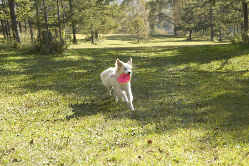 无人,跑,横图,室外,白天,正面,锻炼,游戏,运动,草地,草坪,植物,宠物,狗,玩具,咬,阴影,光线,影子,玩,拉布拉多,注视,娱乐,拉布拉多猎犬,草,树,树木,一只,绿色,阳光,自然,动物,飞盘,观察,看,休闲,可爱,益智,生长,成长,观看,活动,咬着,察看,发泄,关注,消遣,智力,拉布拉多犬,忠诚,宣泄,体育,犬,跑步,玩耍,嬉戏,彩图,全身,健身