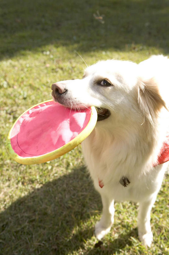 无人,站,竖图,俯视,室外,白天,游戏,草地,草坪,植物,宠物,狗,玩具,咬,阴影,光线,影子,玩,拉布拉多,注视,娱乐,拉布拉多猎犬,草,一只,绿色,阳光,动物,飞盘,观察,看,站着,休闲,可爱,益智,观看,活动,咬着,察看,发泄,关注,消遣,智力,拉布拉多犬,忠诚,宣泄,犬,玩耍,嬉戏,站立,半身,彩图,高角度拍摄